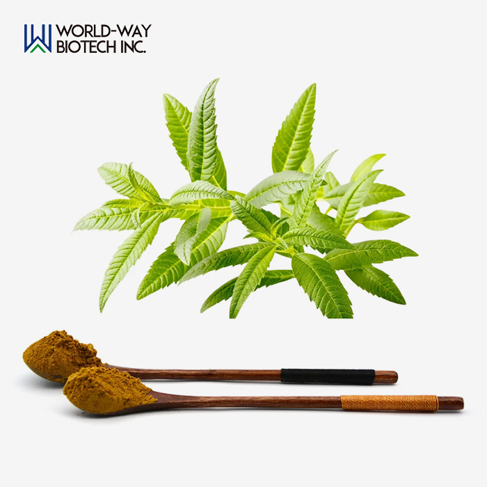 Lemon Verbena Extract Powder